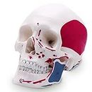 LABZIO - Premium Life Size Human Skull Model, Painted to Show Muscle Insertions, Anatomical Skull, with Removable Calvarium and Articulating Jaw, 3 Parts with Detailed Key Card, Multi