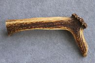 NATURALLY SHED RED DEER ANTLER SECTION WITH BURR / CROWN / FOR A CANE KNIFE