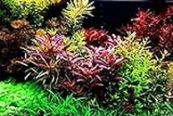 Aquarium Grass Plants Seeds,Aquatic Coleus Blumei Carpet Water Grass,Oxygenating Weed Live Pond Plant Seeds,Fish Aquatic Water Grass Decor,Easy to Plant Grow Maintain,CYC-10G