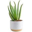 Costa Farms Aloe Vera, Live Succulent Plant, Easy Care Indoor Houseplant in Modern Décor Planter, Room Air Purifier, Tabletop, Office, Desk or Home Décor, Birthday, Gardening Gift, 10-12 Inches Tall