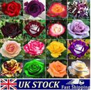 Rosensamen mehrfarbig seltene Rosenblumensamen Hausgartenpflanze, UK