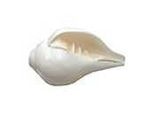 Centorganic Blowing Shankh Original for Pooja Natural Conch Shell - 3.5 Inch Small