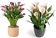 Charming Gronhus Peace Lily Flower Live Spathiphyllum Shanti Houseplant Indoor Plant Air Purifier Low Light Tropical Easy Care Moisture with Black Plastic Pot 3 inch (Pack of 2) (Red & White)