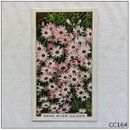 Gallaher Garden Flowers #22 Swan River Daisies Cigarette Card (CC164)