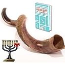 ProShofar Kosher Kudu Shofar from Israel, Officially Signed Certificated Yemenite Kudu Shofar, Made in Israel, Free Bonus Book: Learn to Read Hebrew in 6 Weeks (24"-28", Half Polished)