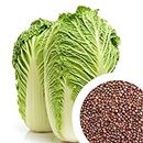 GROW DELIGHT Chinese Cabbage (Chinese Kael) 100 + Vegetable Seeds for Home Garden, Organic & Hybrid, Perfect for Home Gardening, Planting For Pots and Patio