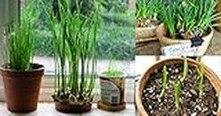 Creative Farmer Herb Seeds Home Depot - Garlic Chives Culinary Herb Kitchen Garden Pack