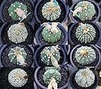Kajitsu Astrophytum asterias Seeds Pack of 20 seeds…