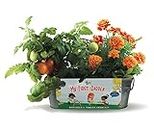 Buzzy Seeds Kids Windowsill Grow Kit, My First Garden: Tomato and Marigold | Herb, Plant, Flower Starter Kit | Guaranteed to Grow | Best Indoor Grow Your Own Plant Gardening Gift