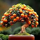 35 Seeds- Dwarf Miniature Orange Fruit Seeds For Planting Home Garden