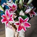 Stargazer Barn Premium Star Lily Bouquet with French Bucket Vase, Farm Fresh, Next Day Prime, Mothers Day, Spring