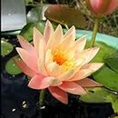 Peach water lily live plant bulbs/seeds pack of 1