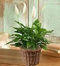 Spathiphyllum Plant for Sympathy Small by 1-800 Flowers