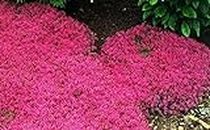 200 Creeping Thyme Seeds Flower Seeds Rock CRESS Ground Cover Seeds Carpet Evergreen Plant Easy to Grow for Garden Lawn Red