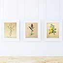 Pack de láminas SENSE. Posters con imágenes de botánica. Decoración de hogar. Láminas para enmarcar. Papel 250 gramos alta calidad