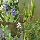 Assortimento invernale 12 fantastiche piante da stagno ideali per laghetti di piccole e medie dimensioni, set completo con flocce, calamo, trifoglio di febbre, erba di luccio in stagni naturali,