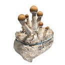 PF Tek Bag Mushroom Grow Kit - Just Add Spores! Like Magic - Inject & Forget!