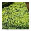 ALFAAL Artificial Moss Mat Prévention Des Incendies de Plantes Vertes Simulées Diy Moss Moss Carpet Bricolage Maison Pelouse Mini Jardin Micro Paysage Décoration (Color : E, Size : 100x100cm)