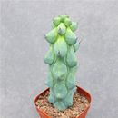 10 cm Cactus Pianta Viva Lophocereus schottii var.monstrosus Bellissimo Cactus Raro