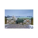 TuffRider 1200D Ripstop 220G Polyfill Pony Horse Print Standard Neck Two Tone Horse Turnout Blanket, 36-in