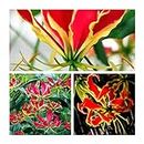 Gloriosa Superba Rothschildiana x 1 Glory Lily Bulbs, Rare and Stunning Summer Flowers.