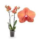 Real Live Phalaenopsis Orchid Plants, Orange Blooms Variety Surf Song