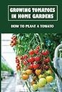 Growing Tomatoes In Home Gardens: How To Plant A Tomato: How To Grow Tomatoes In Pots
