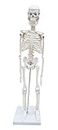 ZX Polyvinyl Chloride Teachingnest | Desktop Skeleton 45Cm | Pvc | Anatomical Model, Multicolor