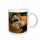 3dRose 88564_2 California, San Diego Zoo, Orangutan Primate-Us05 Mwt0005-Michele Westmorland Ceramic Mug 15 oz White
