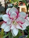 RADHA KRISHNA AGRICULTURE Amaryllis Double Flowering Bulbs | white with pink boder flowers bulbs | Pack of 1 Bulbs