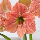 LIVE GREEN Terra Cotta Star Amaryllis Lily Update New Variety Flower Bulbs SET Of 2 , Pink, (LIVE-BULB01)