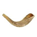 KOSHER ODORLESS POLISHED SHOFAR | Genuine Natural Rams Horn | Smooth Mouthpiece for Easy Blowing | Includes Velvet like Drawstring Bag and Shofar Blowing Guide (10”-12”)