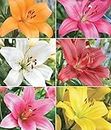 Radha Krishna Agriculture Asiatic lilly Imported, 100% Germination Winter Season Flower Bulbs (Multicolour pack of 5 flower bulbs)