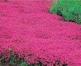500 Red Rock Cress Seeds Creeping Thyme Seed Thymus Serpyllum Ground Cover UK