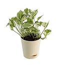 Mphmi NCR Perennial Live Plants Money plant marble prince, Scindapsus n joy - Plant