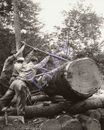8x10 Poster Print Lumberjack Men Cutting Down Huge Tree Log In The Forest