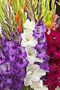 Radha Krishna Agriculture Imported Variety Gladiolus, Sword Lilly Flower bulbs Hybrid mix Color For Home Gardening pack of 15 flower bulbs