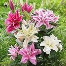 70 Pcs/Pack Hosta Seeds Perennials Seeds Ain Beautiful Lily Flower White Lace Home Garden Ground Cover Seeds : Orange