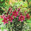 2 x Lily Purple Prince ‘Like a Tree’ - Giant Lilies – Upto 10 Flowers per Bulb – Deep Purple Frilly Blossoms – Large Trumpet Shaped Flowers – Sweet Aromatic Fragrance - for a Beautiful Summer Garden