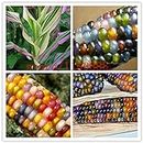 20pcs/bag corn seeds Authentic Glass Gem Indian Corn Seeds Heirloom, Rainbow, Non-GMO vegetable seeds for home garden planting