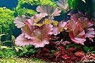 BLUEHEAVENS™ Aquatic Live Plants - Red Lily Bulb (Small) Pack of 5 Bulbs from Blueheavens