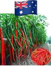 30 Seeds Long Spices Spicy Red Chilli Seed Pepper Seeds Garden Planting