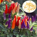 Bolivian Rainbow Chilli Pepper Seeds Planting Organic Rare Vegetable Gardening