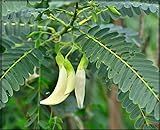 Our Seeds Agathi Keerai White Flower/Hummingbird Tree Seeds (Sesbania Grandiflora) (Pack Of 50+ Seeds) - Ourseeds
