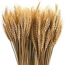 yarlung 300 Stems 16 Inch Dried Wheat Sheaves, Natural Wheat Stalks Bundle Fall Arrangement for DIY Craft, Home Table, Wedding