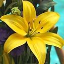 GARTHWAITE NURSERIES® : - 6 Yellow Oriental Lily Bulbs Trumpet-Shaped Highly Fragrant Garden Perennial