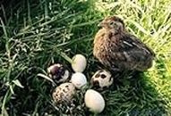 12 Fertile Coturnix Quail Hatching Eggs