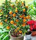 Topmahir Thai BARI 1 Malta Mosambi Sweet Lemon grafted fruit tree 1.6 feet live plant suitable Home Garden-1 Healthy plant in Nursery Grow Bag