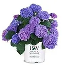 Proven Winner Let's Dance Rhythmic Hydrangea, 2 Gallon, Lustrous Green Foliage with Rich Blue Blooms