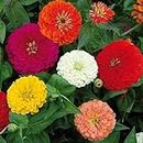 Kraft Seeds Zinnia Dahlia Flower Seeds (1 Packet, Mix 1gm) Fragrant Flowering Plants Seeds for Home Gardening | Natural and Real Planting Seeds for Indoor Home Decor | Summer Flowering Seeds for Lawn